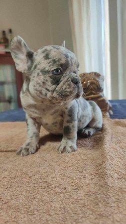 francia bulldog