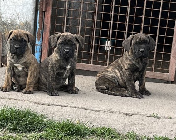 presa ,dogo canario
