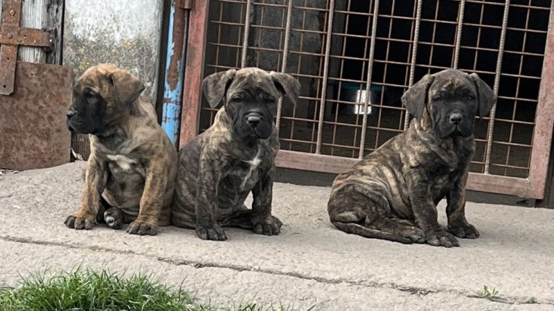 presa ,dogo canario
