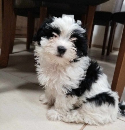 Bichon Havanese