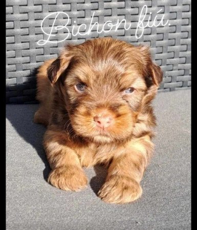 Bichon havanese