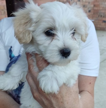 Bichon Havanese