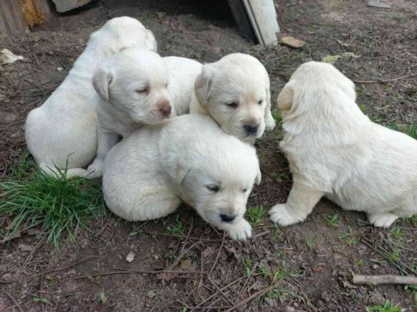 Labrador retriever