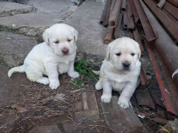 Labrador retriever