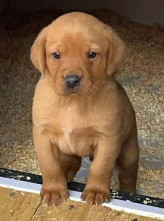 Labrador