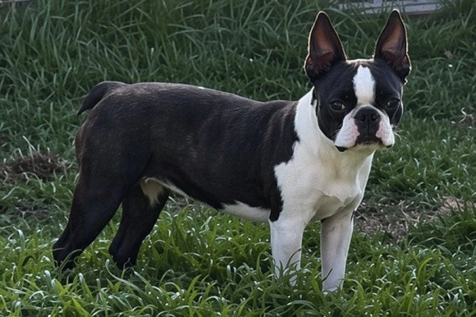 Boston terrier
