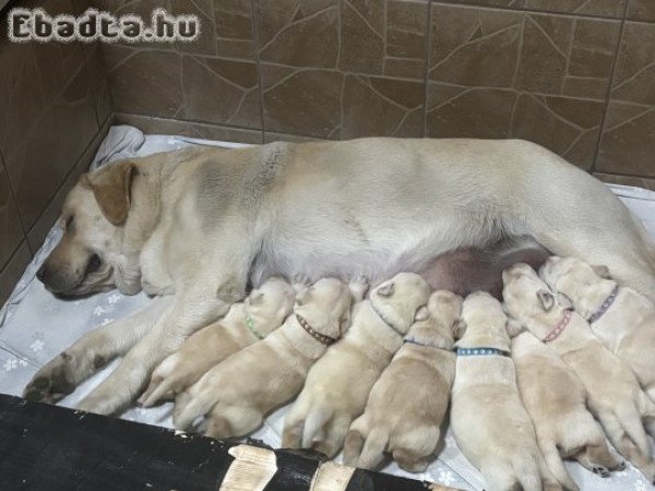 8 Labrador kölyök
