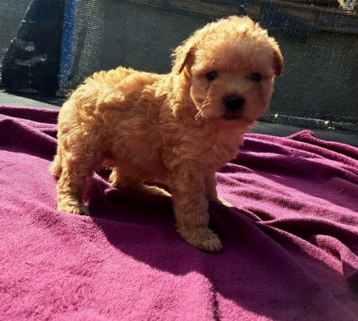 Máltai+uszkár=Maltipoo havanese bichon