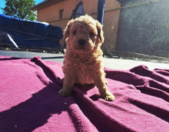 Máltai+uszkár=Maltipoo havanese bichon