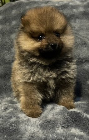 Pomerániai Törpe Spitz