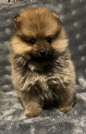 Pomerániai Törpe Spitz