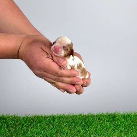 Cavalier King Charles Spániel