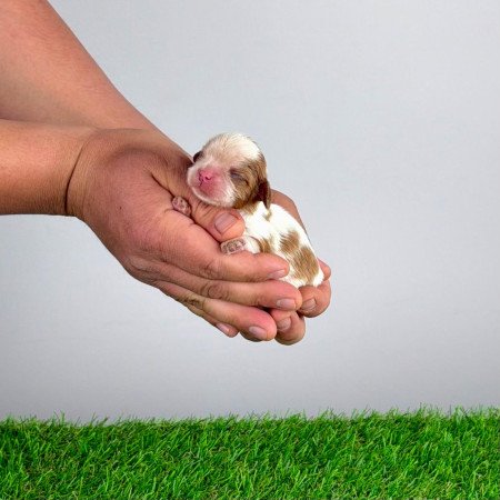 Törzskönyves Cavalier King Charles Spániel kiskutya