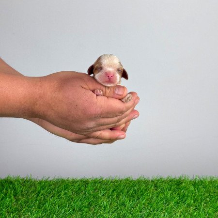 Törzskönyves Cavalier King Charles Spániel kiskutya