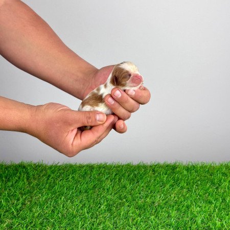 Törzskönyves Cavalier King Charles Spániel kiskutya