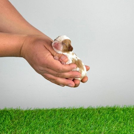 Törzskönyves Cavalier King Charles Spániel kiskutya