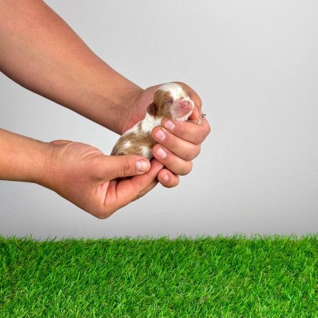 Törzskönyves Cavalier King Charles Spániel kiskutya