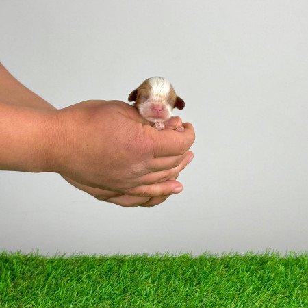 Törzskönyves Cavalier King Charles Spániel kiskutya