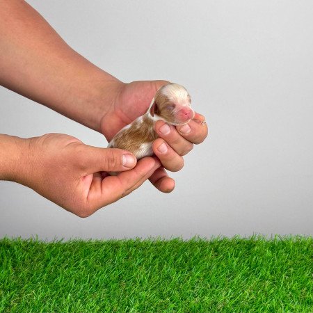 Törzskönyves Cavalier King Charles Spániel kiskutya