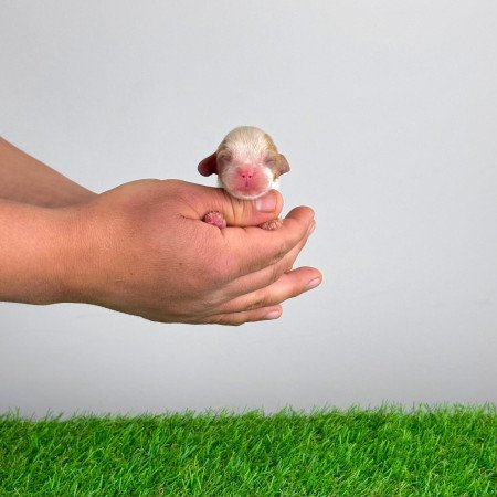 Törzskönyves Cavalier King Charles Spániel kiskutya