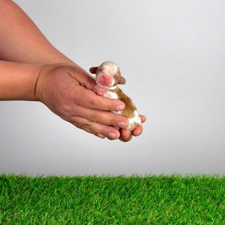 Törzskönyves Cavalier King Charles Spániel kiskutya