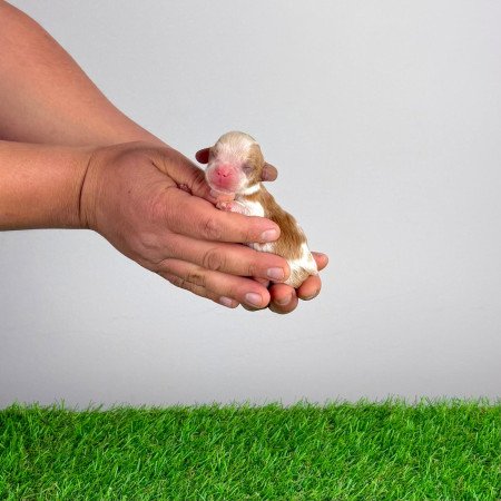 Törzskönyves Cavalier King Charles Spániel kiskutya