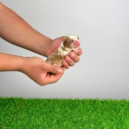 Törzskönyves Cavalier King Charles Spániel kiskutya