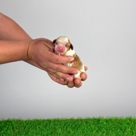 Törzskönyves Cavalier King Charles Spániel kiskutya