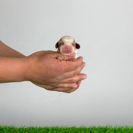 Törzskönyves Cavalier King Charles Spániel kiskutya