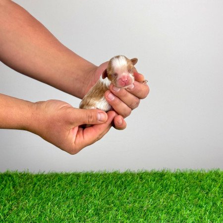 Törzskönyves Cavalier King Charles Spániel kiskutya