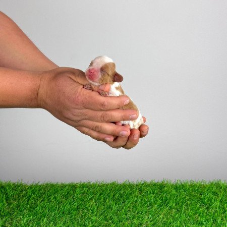 Törzskönyves Cavalier King Charles Spániel kiskutya