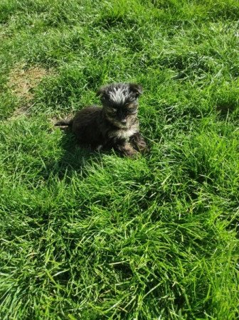 Yorkshir terrier