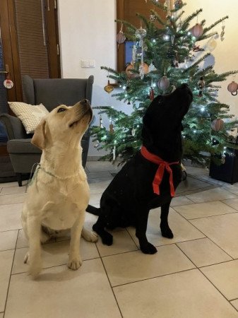 Labrador retriver