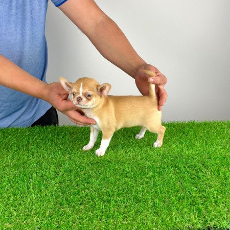 Törzskönyves bézs szuka Csivava kiskutya