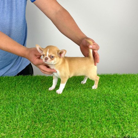 Törzskönyves bézs szuka Csivava kiskutya