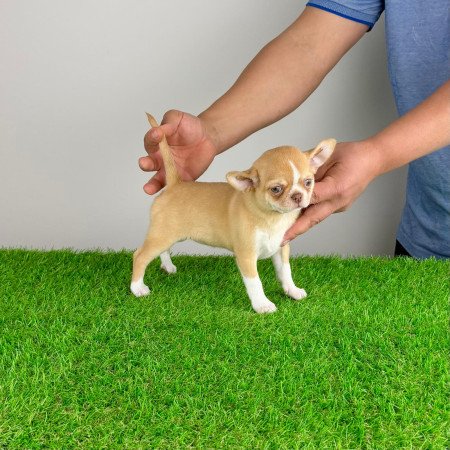 Törzskönyves bézs szuka Csivava kiskutya