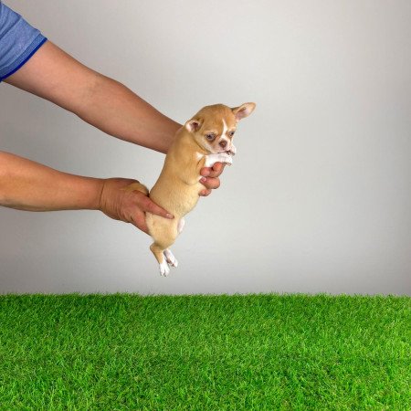 Törzskönyves bézs szuka Csivava kiskutya