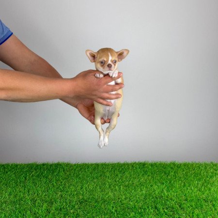 Törzskönyves bézs szuka Csivava kiskutya