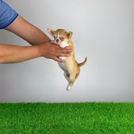 Törzskönyves bézs szuka Csivava kiskutya