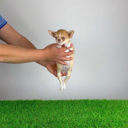 Törzskönyves bézs szuka Csivava kiskutya