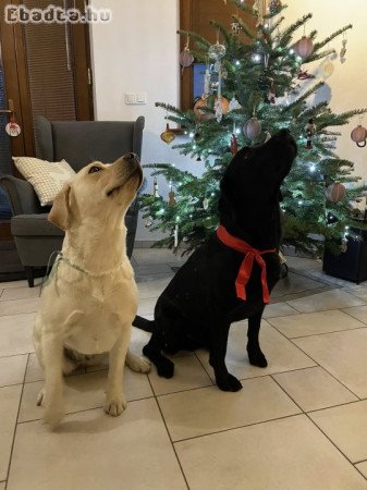 Labrador kiskutyák, fajtatiszta