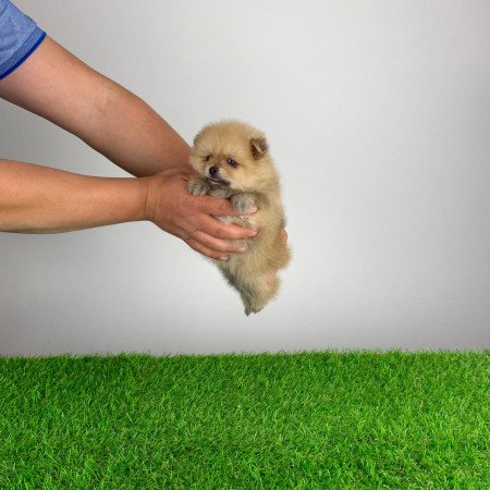 Törzskönyves Pomerániai törpespitz Pomi kiskutya