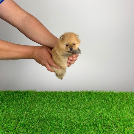 Törzskönyves Pomerániai törpespitz Pomi kiskutya