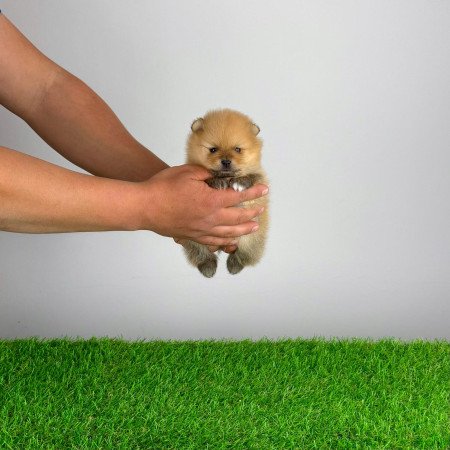 Törzskönyves Pomerániai törpespitz Pomi kiskutya