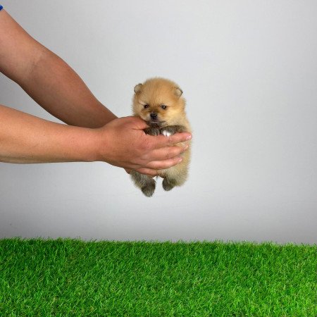 Törzskönyves Pomerániai törpespitz Pomi kiskutya