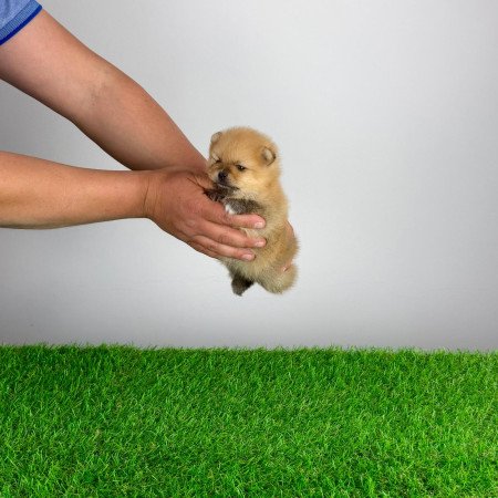 Törzskönyves Pomerániai törpespitz Pomi kiskutya