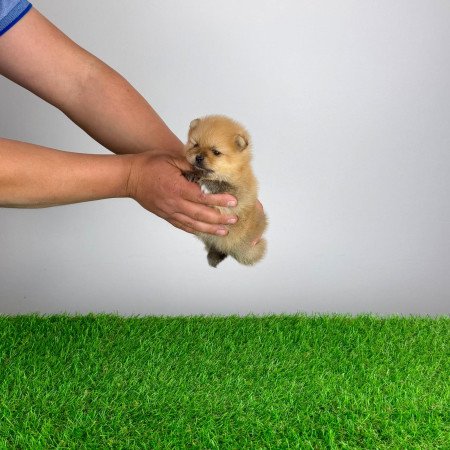 Törzskönyves Pomerániai törpespitz Pomi kiskutya