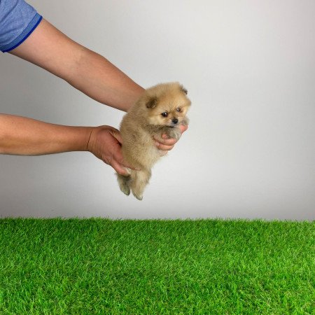 Törzskönyves Pomerániai törpespitz Pomi kiskutya