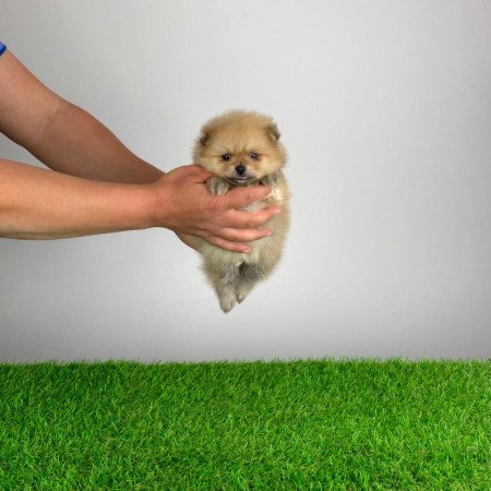 Törzskönyves Pomerániai törpespitz Pomi kiskutya