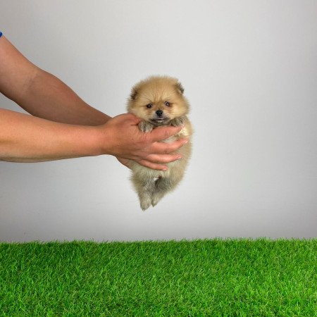 Törzskönyves Pomerániai törpespitz Pomi kiskutya